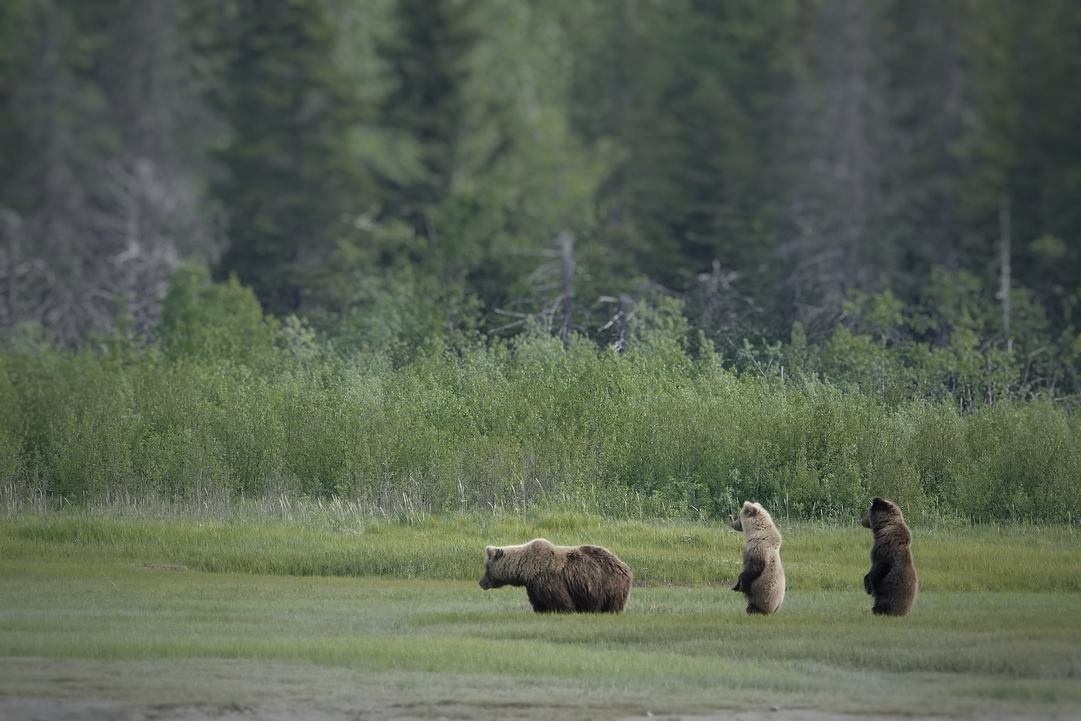Grizzlys vus à distance dans une prairie